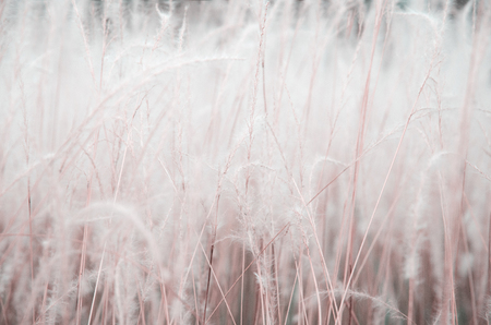 Beautiful fields of grassの写真素材