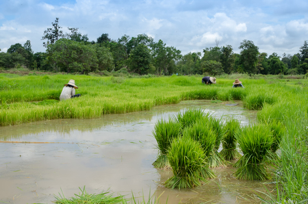 Rice farmers are withdrawing the seedlings to transplanting in farmland.の写真素材