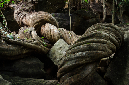 Ancient Big Vine in Ubonrachathain Province, Thailand, Unseen Thailandの写真素材