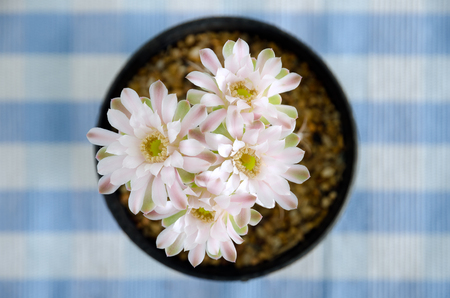 Closed Up Beautiful Pink Cuctus Flowers.の写真素材