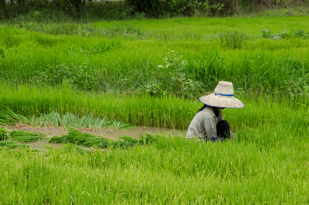 Rice farmers are withdrawing the seedlings to transplanting in farmland.の写真素材