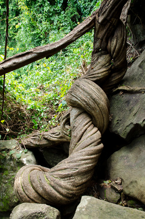 Ancient Big Vine in Ubonrachathain Province, Thailand, Unseen Thailandの写真素材