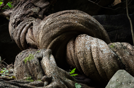Ancient Big Vine in Ubonrachathain Province, Thailand, Unseen Thailandの写真素材