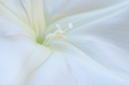 Closed Up Of Moonflower, Macro Shotの写真素材