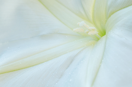 Closed Up Of Moonflower, Macro Shotの写真素材