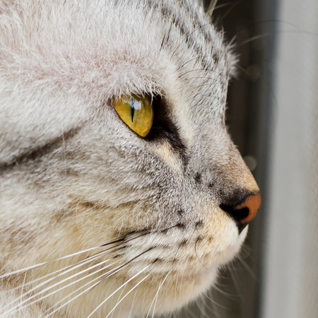 Beautiful Cat, Eye Closed Up, Macro Shotの写真素材