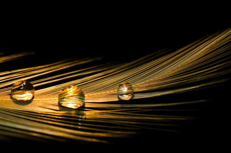 Closed Up Drop Of Water On Bird feather On Black Background.の写真素材