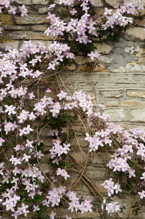 Beautiful Pink Flowers Creep On Stone Ancient Brown Wallの写真素材