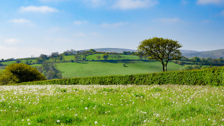 Dartmoor National Park, Area of Moorland In Southern Devon, England, In Spring Seasonの写真素材