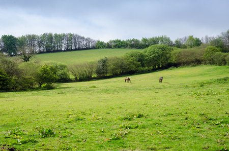 Dartmoor National Park, Area of Moorland In Southern Devon, England, In Spring Seasonの写真素材
