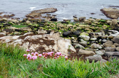 Flower at The Coast Of Isle Of Portland, Jurassic Coast, Dorset, UK In Spring Season On May 2017の写真素材