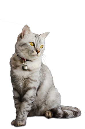Portrait Of Beatiful Grey Cat Isolate On White Backgroundの写真素材