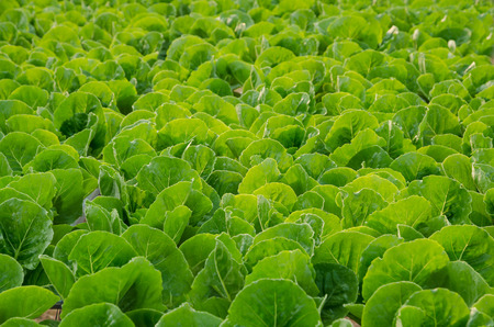 Pattern Of Fresh Organic Hydroponic Vegetable Farm With Morning Sunlight.の写真素材