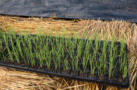 Young Plants In Nursery Tray In Farm Growing From Seed.の写真素材