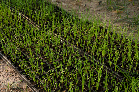 Young Plants In Nursery Tray In Farm, Growing From Seed.の写真素材