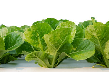 Closed Up Of Fresh Organic Hydroponic Vegetable Farm On White Background.の写真素材