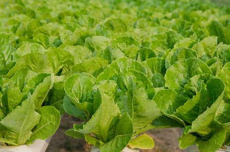 Fresh Organic Hydroponic Vegetable Farm With Morning Sunlight.の写真素材