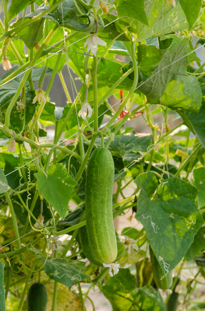 Closed Up Of Fresh Cucumber Plant In Organic Farm, In Monrning Sunshine.の写真素材