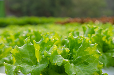 Select Focus Of Fresh Organic Hydroponic Vegetable Farm With Morning Sunlight. の写真素材