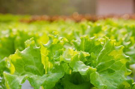 Select Focus Of Fresh Organic Hydroponic Vegetable Farm With Morning Sunlight. の写真素材