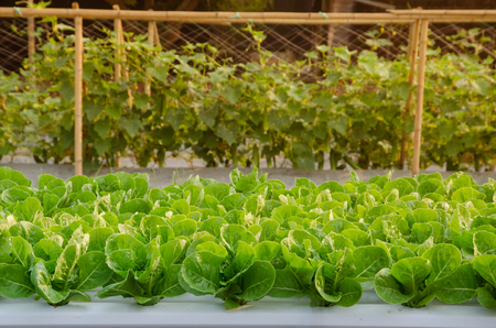 Fresh Organic Hydroponic Vegetable Farm With Morning Sunlight.の写真素材