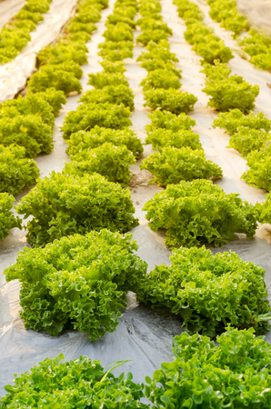 Row Of Fresh Organic Vegetable Farm With Morning Sunlight.の写真素材