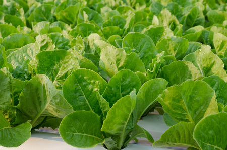Closed Up Of Fresh Organic Hydroponic Vegetable Farm With Morning Sunlight.の写真素材