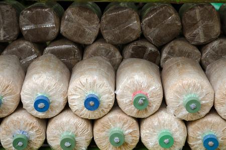 Mushroom Cultivation In Home Mushroom Farm, Mushroom Cultivation In Soil And Sawdust In Plastic Bagの写真素材