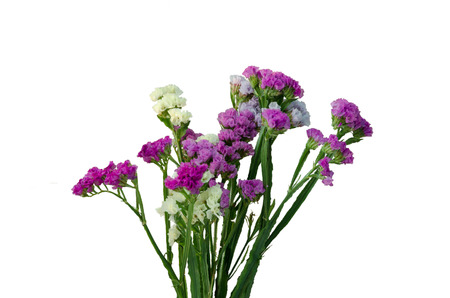 Beautiful Pink And White Flowers Isolated On White Backgroundの写真素材