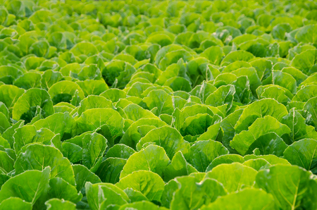Pattern Of Fresh Organic Hydroponic Vegetable Farm With Morning Sunlight.の写真素材