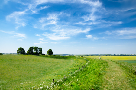 Green Field And Blue Sky In Spring Season.の写真素材