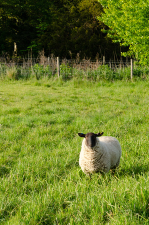 White Sheep In Green Flied, In Evening Sunlightの写真素材