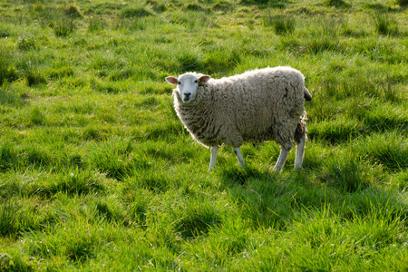 White Sheep In Green Flied, In Evening Sunlightの写真素材