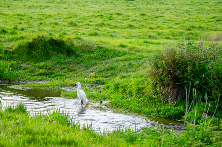 White Egret Standing In Water And Green Field In Spring Season, Harnham Water Meadow, Salisbury, Englandの写真素材