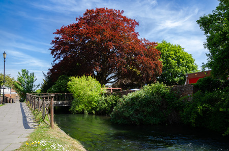 Beautiful Nature With Colorful Tree And Blue Sky In Spring Season.の写真素材