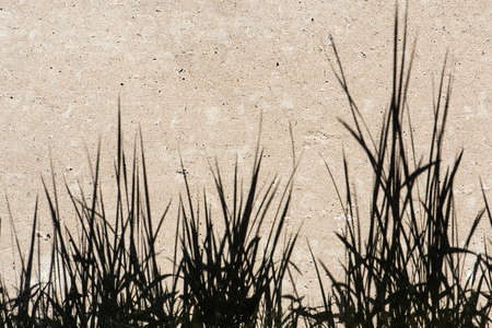 Grass Shadow Lay Down On 
Concrete Floor In Morning Sunlight.の写真素材