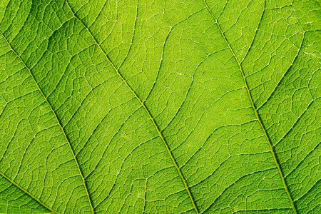 Close Up Of Leaf Texture, Leaf Texture Background.の写真素材