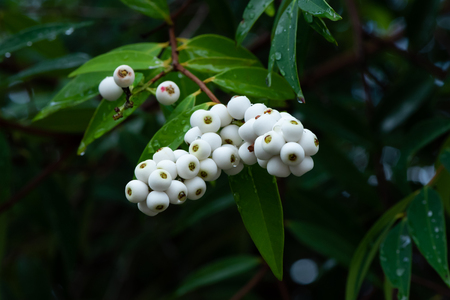 "Samet chun"  Syzygium gratum (Wight) S.N.Mitra var. gratum Treeの写真素材