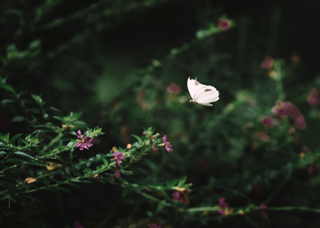 Close Up Of White Butterfly And Flowers On Blurred Green Background In Garden, Toned Colorの写真素材