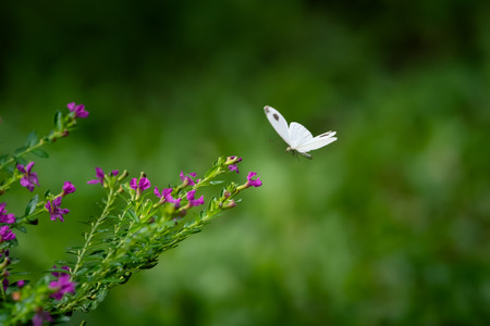 Close Up Of White Butterfly And Flowers On Blurred Green Background In Garden, Toned Colorの写真素材
