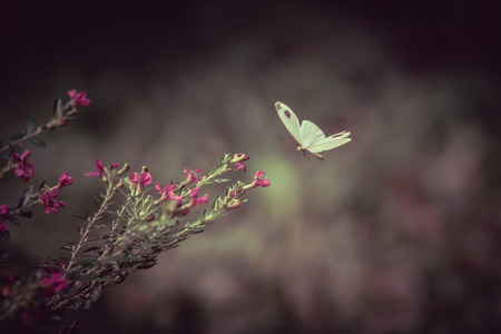 Close Up Of White Butterfly And Flowers On Blurred Green Background In Garden, Toned Colorの写真素材