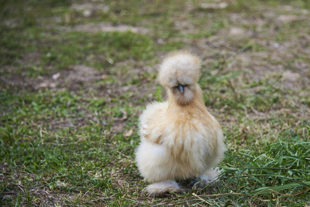 Cute Silkie Chicken Walking In Garden.の写真素材