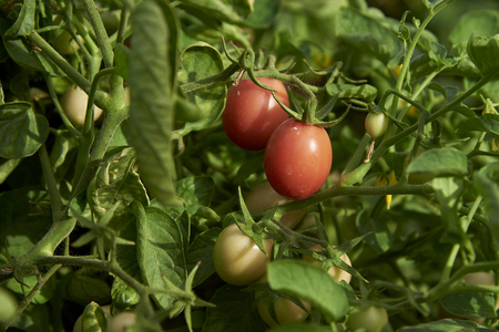 Fresh Organic Tomatos In Green House For Harvest.の写真素材