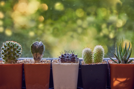 Close Up Of Cute Small Cactus In Tree Pots With Green Background.の写真素材