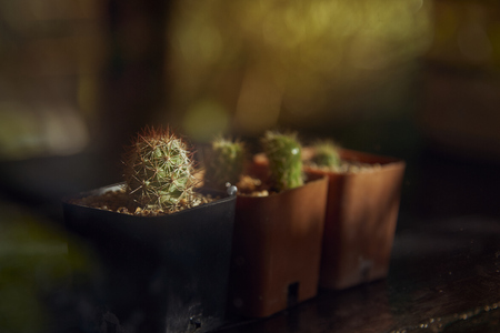 Close Up Of Small Cactus In Tree Pots.の写真素材
