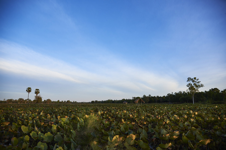 Beautiful Lotus Field With Beautiful Blue Sky, Landscape Photo.の写真素材
