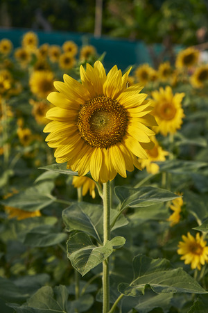 Close Up Of Beautiful Sun Flower In Field.の写真素材