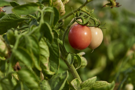 Fresh Organic Tomatos In Green House For Harvest.の写真素材