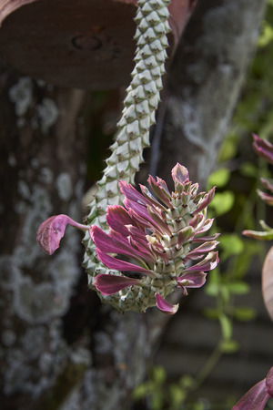 Beautiful Ornamental Hemp Cactus With Pink Leafs And Green Background.の写真素材