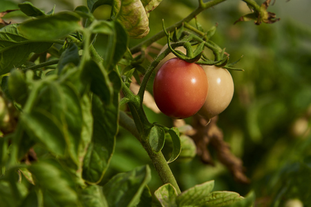 Fresh Organic Tomatos In Green House For Harvest.の写真素材